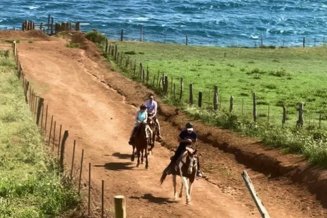 a herd of cattle walking down a dirt road