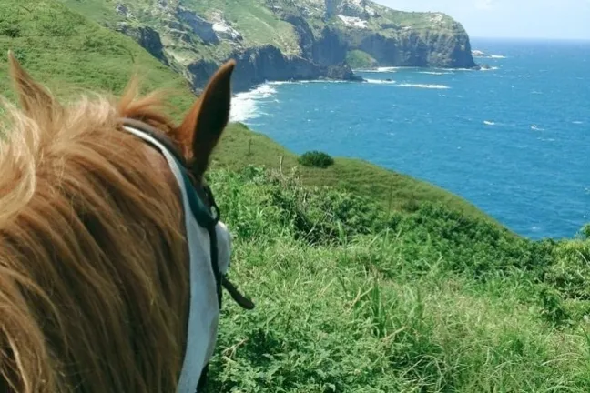 a brown horse standing next to a body of water