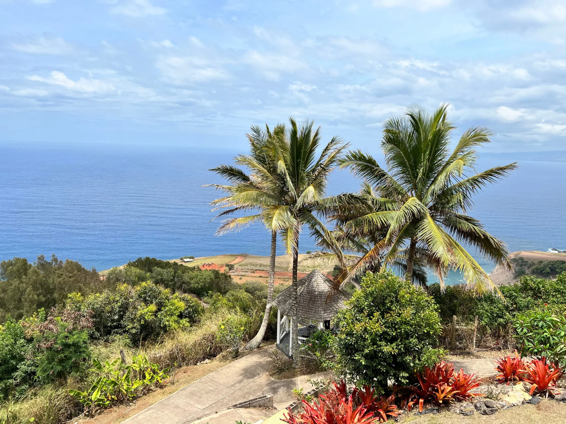 a palm tree in front of a body of water