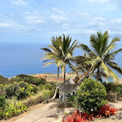 a palm tree in front of a body of water