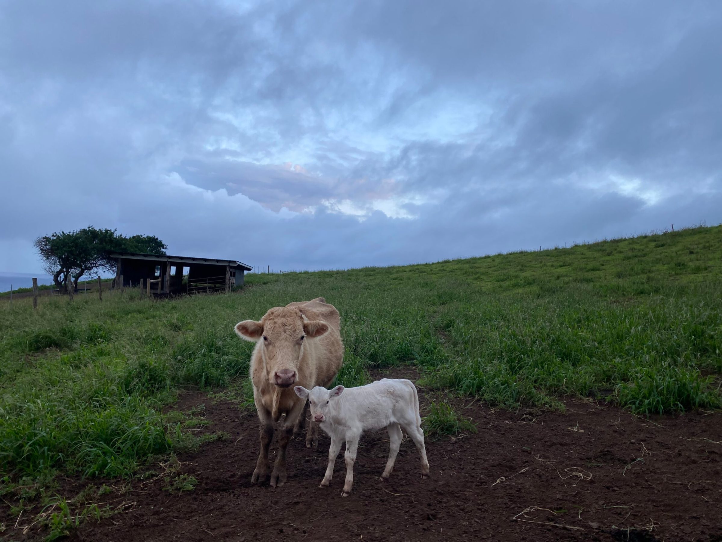 a herd of cattle standing on top of a grass covered field